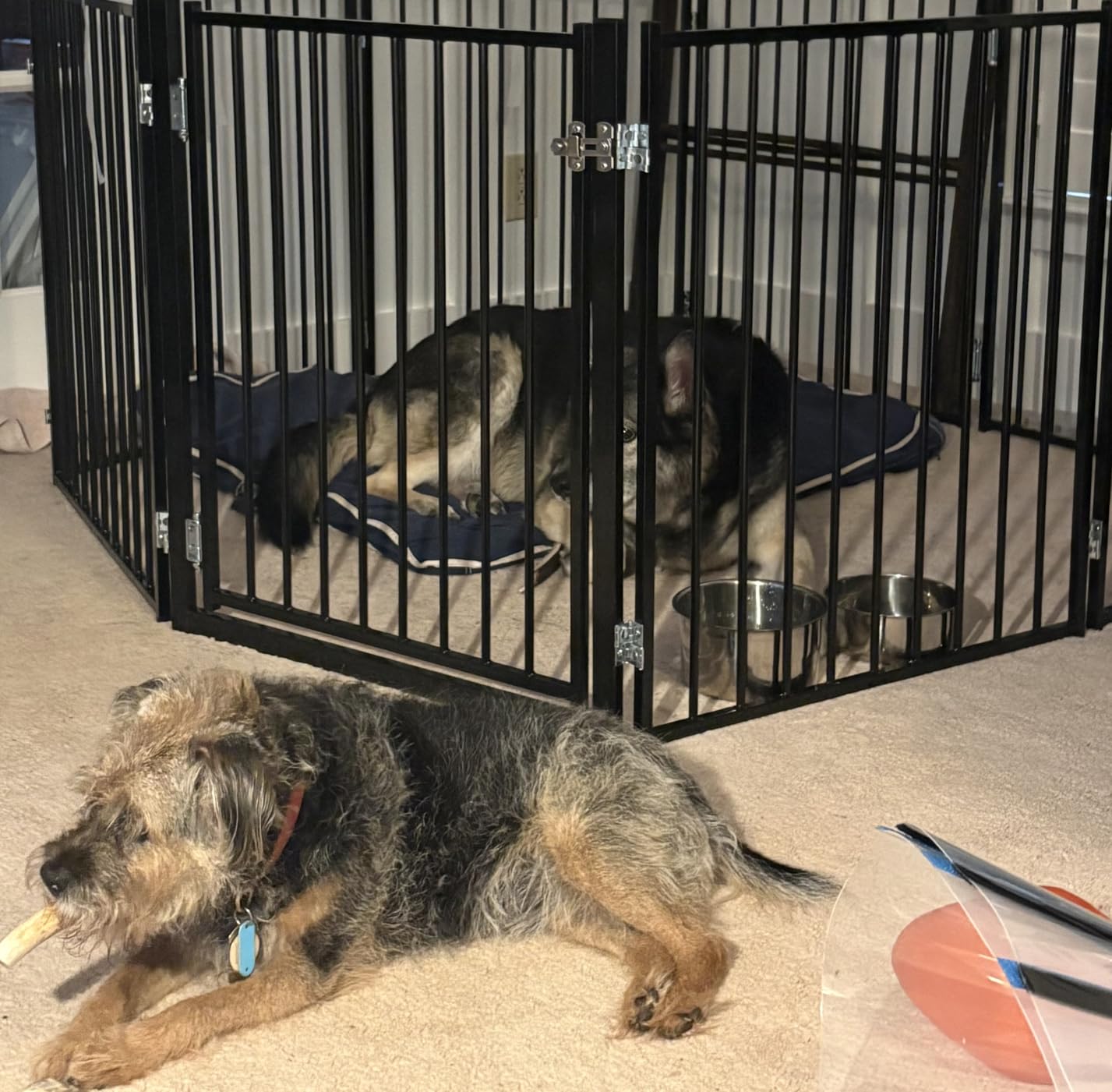 No Pawblems Freestanding Dog Gate with Door for Indoor & Outdoor, 30'' Tall customer photo 2