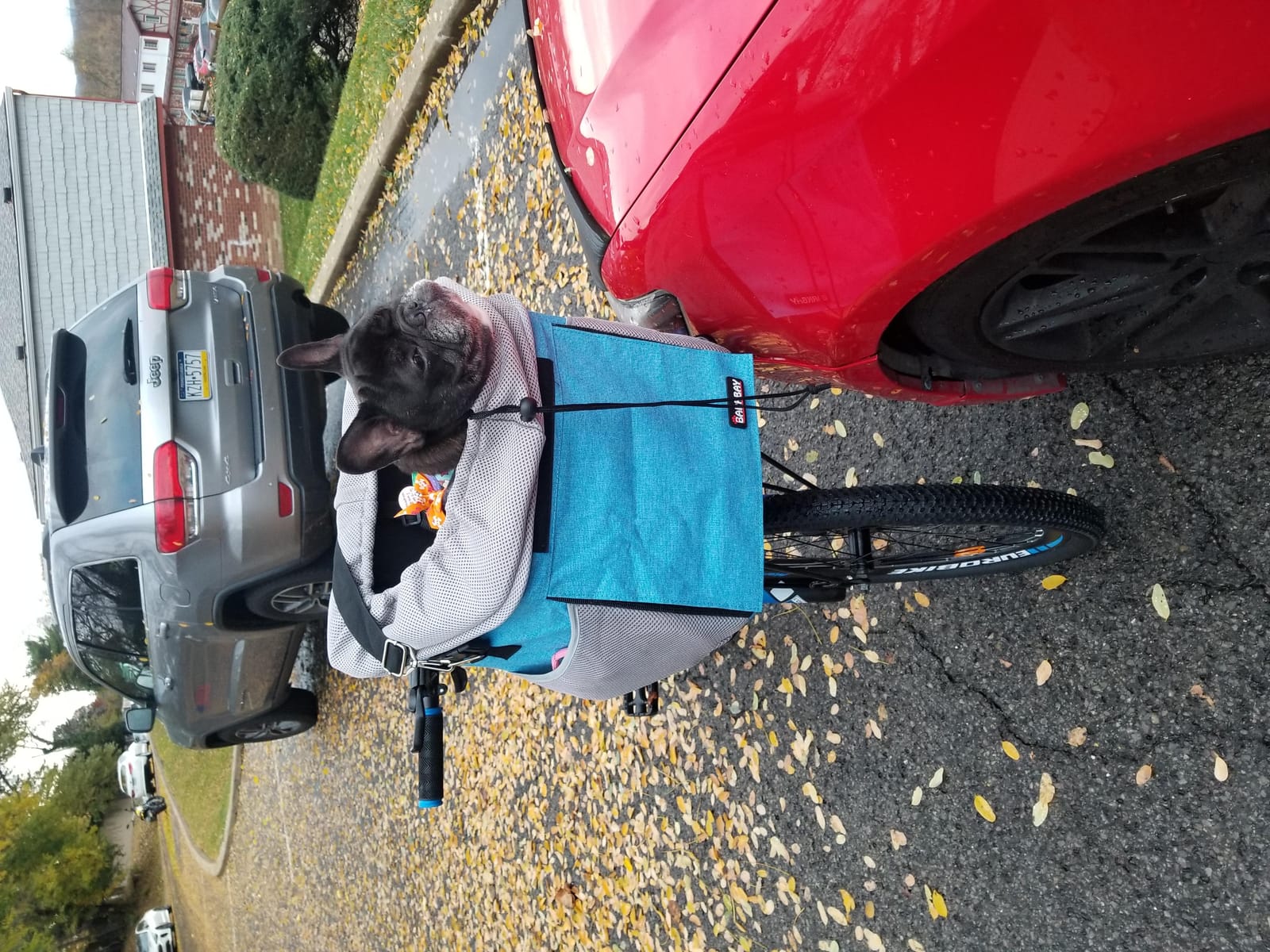 Pet Carrier Bicycle Basket Bag Pet Carrier/Booster Backpack for Dogs and Cats with Big Side Pockets,Comfy & Padded Shoulder Strap,Travel with Your Pet Safety（Titanium） customer photo 2