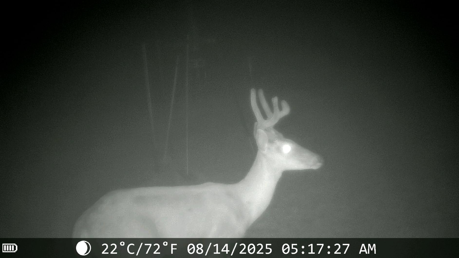 Trail Cameras with Night Vision Motion Activated - WiFi Bluetooth 4K 64MP customer photo 1