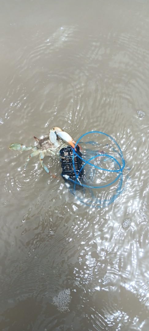 AirFly Castable Crab Trap for Pier, Jetty & Surf - 6-Loop Fishing Pole Crab Trap | Dungeness, Blue & Rock Crabs | Lead-Free | CA, OR, WA, MD & FL, Made in USA customer photo 1