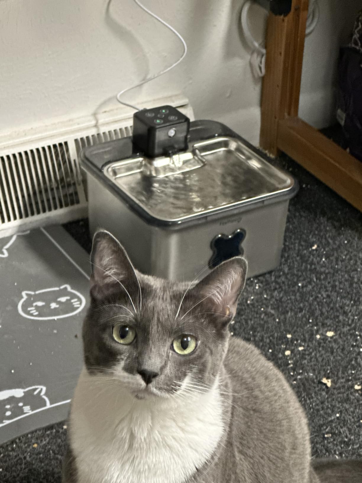 Cordless Cat Water Fountain : [Visual Filter] & [Heavy-Duty Stainless Steel] 3.2L/108oz, FEELNEEDY- Premium, Durable Design, 4000mAh Battery Operated Pet Fountain with Sensor, FN-W17 for Cats and Dogs customer photo 2