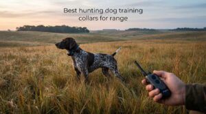 Best hunting dog training collars for range