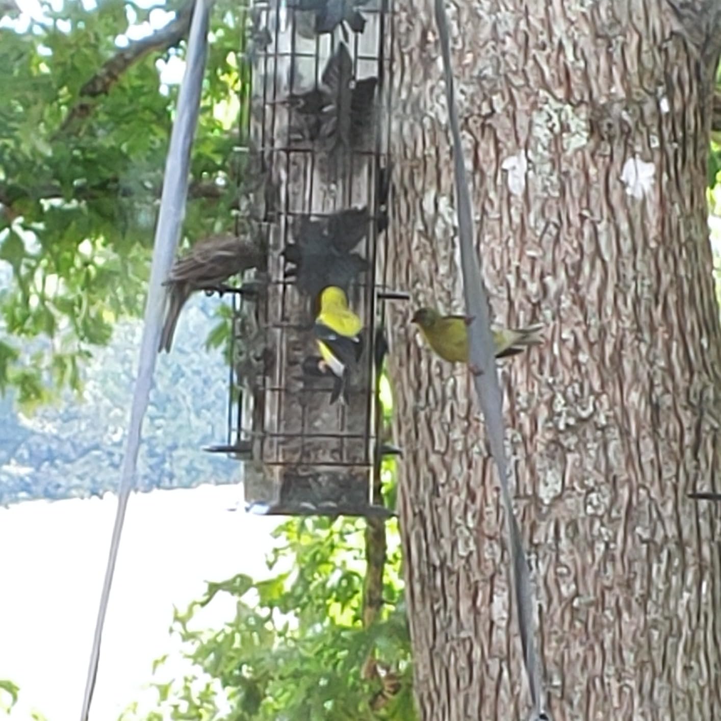 Perky-Pet Squirrel-Be-Gone Bird Feeder, 2 lb Seed Capacity customer photo 1