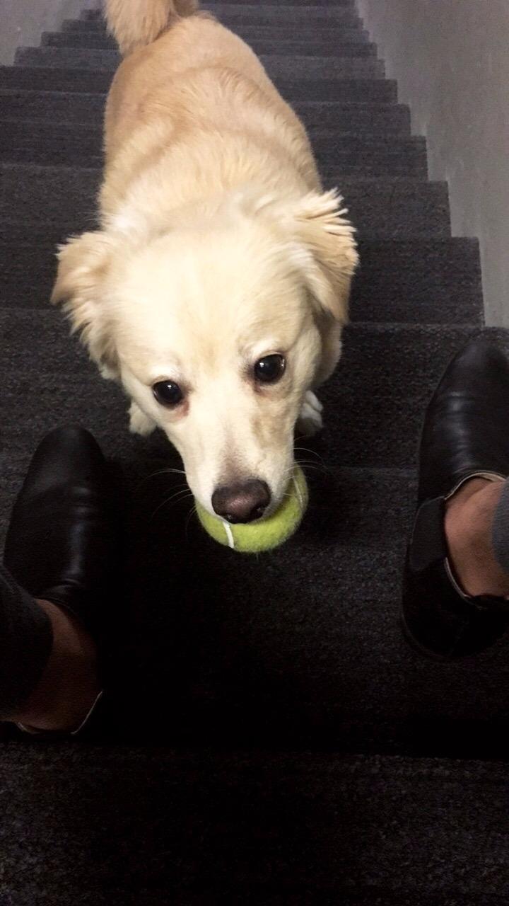 WILSON Grand Slam XD Tennis Ball - 3 Ball Can customer photo 2