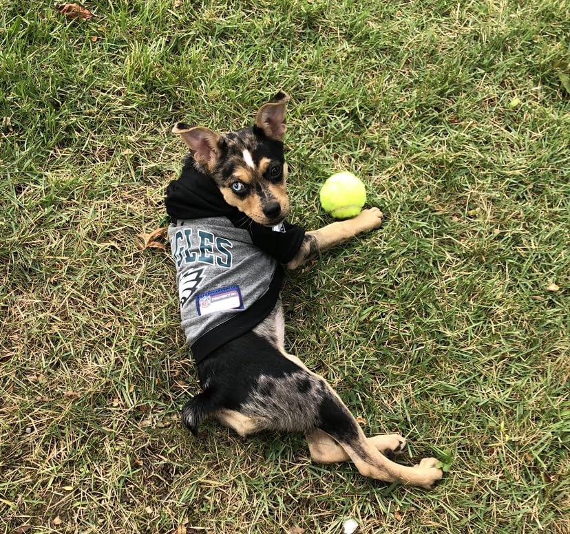 Penn Championship Tennis Balls - Regular Duty customer photo 1