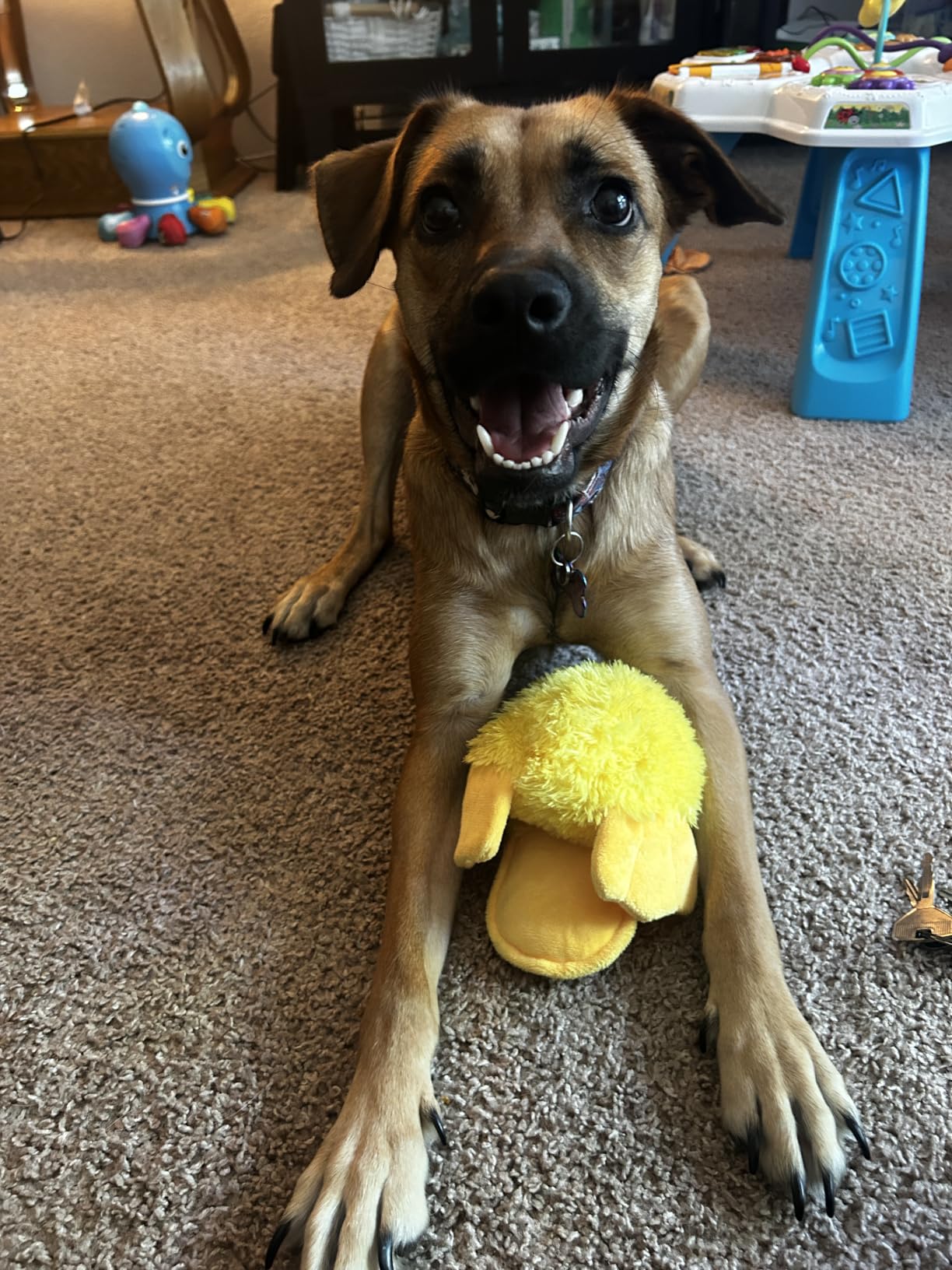 Best Pet Supplies Interactive Squeaky Dog Toy - Crinkle Duck, Blue customer photo 1