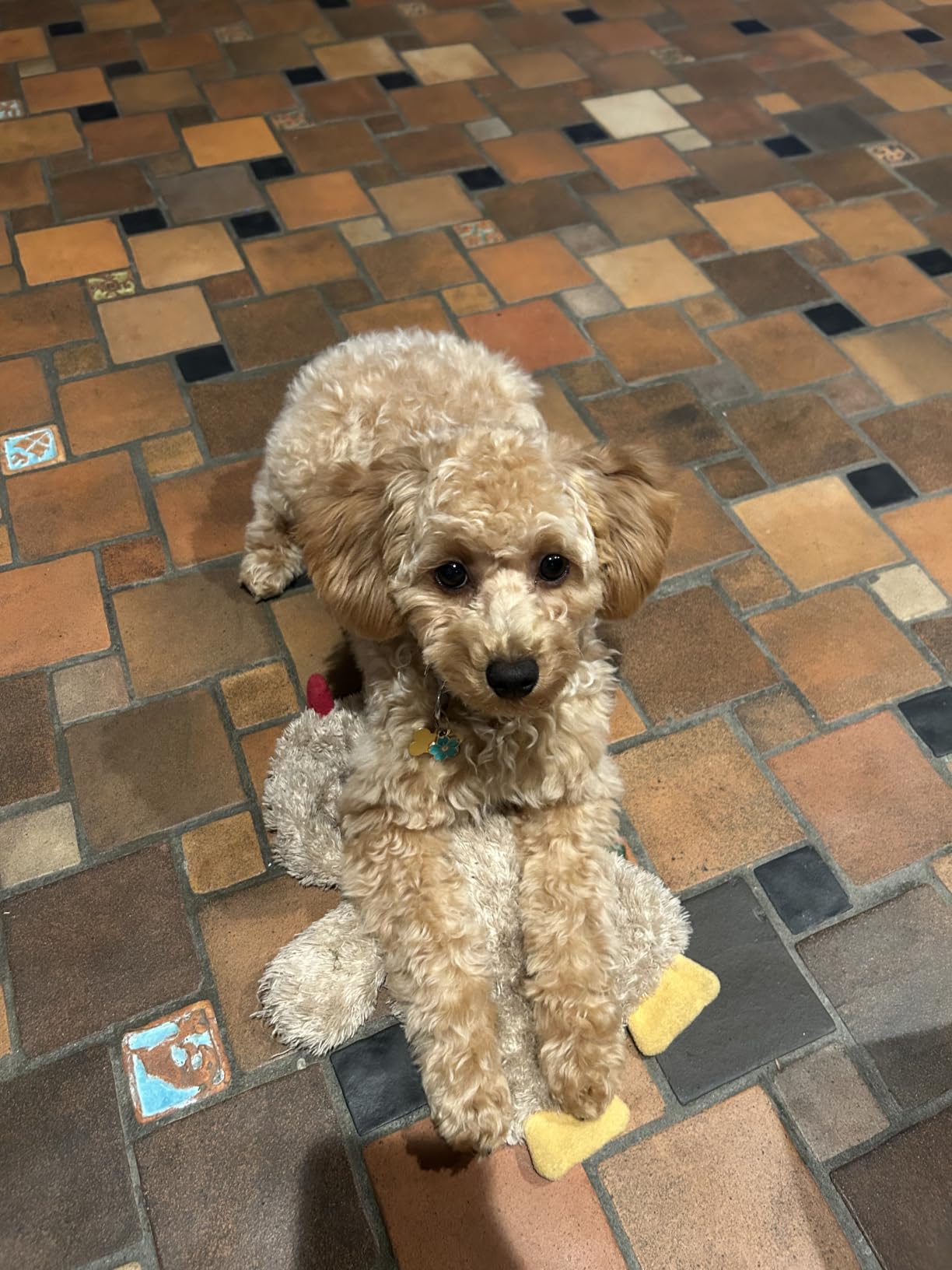 Best Pet Supplies Interactive Squeaky Dog Toy - Crinkle Duck, Blue customer photo 2