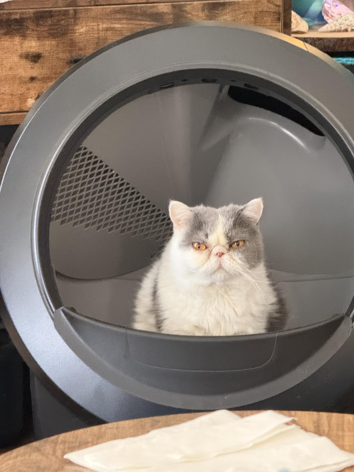 Whisker Litter-Robot 4 with Step & Fence, Black - Automatic customer photo 2