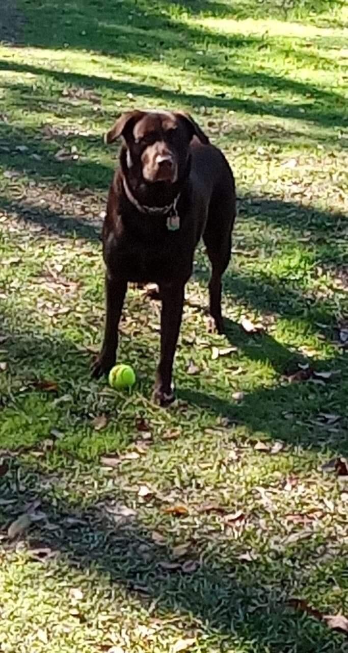 Wilson US Open Tennis Balls customer photo 2