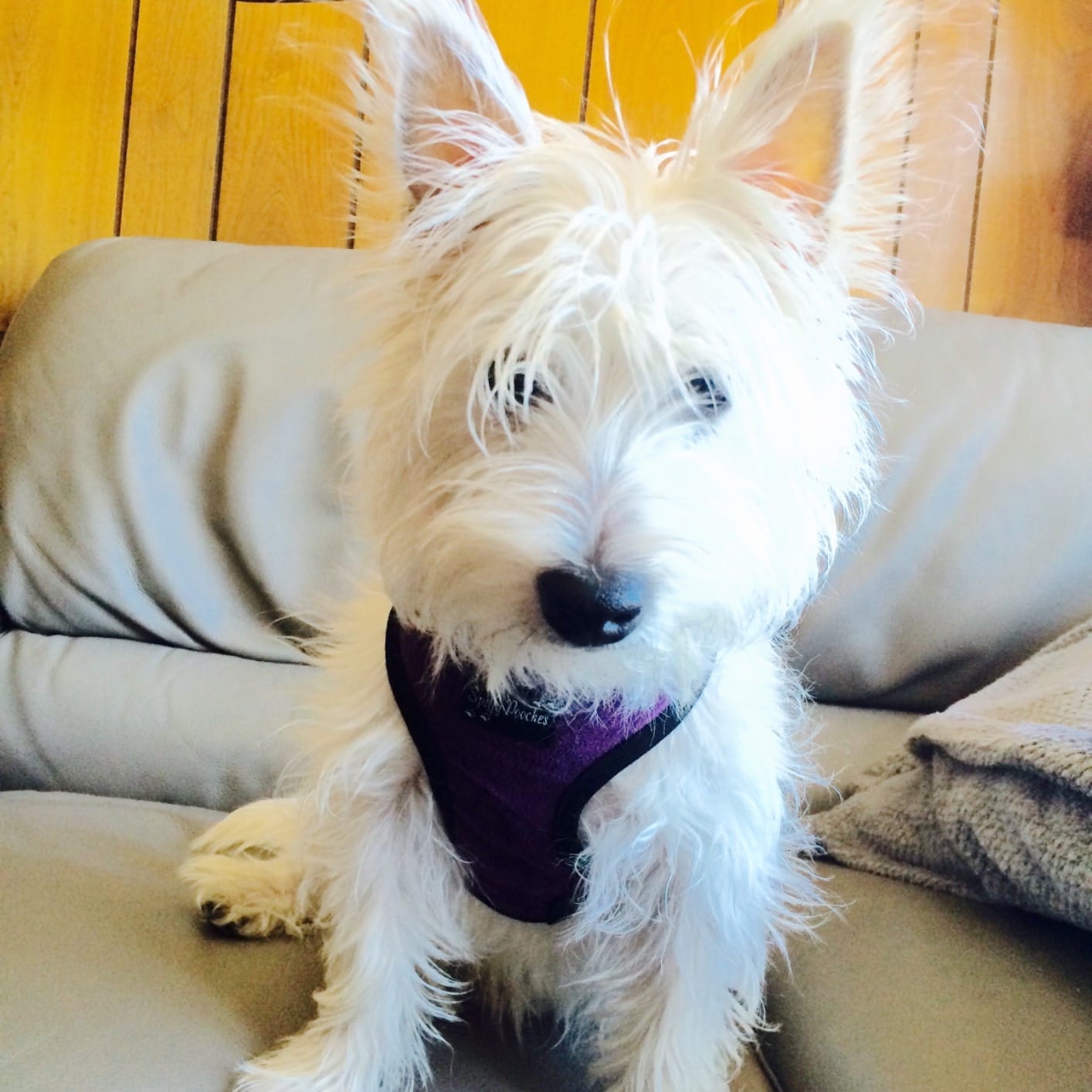 Roomba Max 775 Pet customer photo 1